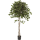 Ficus exotica Kunstpflanze, H 210