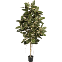Ficus elastica Var. Kunstpflanze, H 180