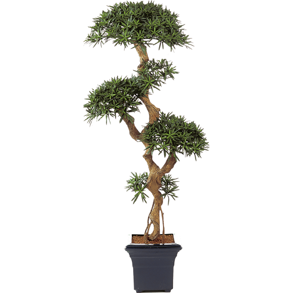 Podocarpus Kunstpflanze, H 160
