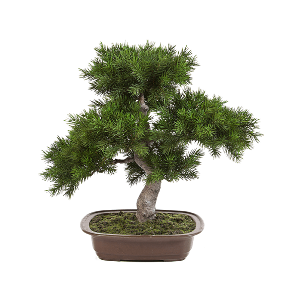 Pinus Kunstpflanze, H 48