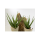 Aloe plant Kunstpflanze, H 70