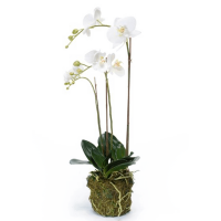 Phalaenopsis Kunstpflanze, H 70