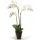 Phalaenopsis Kunstpflanze, H 75