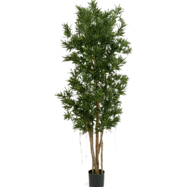 Podocarpus Kunstpflanze, H 210
