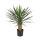 Yucca rostrata Kunstpflanze, H 75