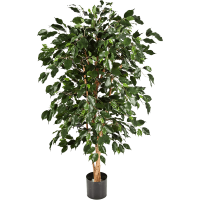 Ficus nitida exotica Kunstpflanze, H 150