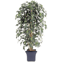 Ficus nitida exotica Kunstpflanze, H 180