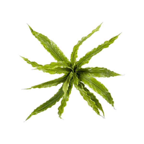 Fern asplenium Kunstpflanze, H 30