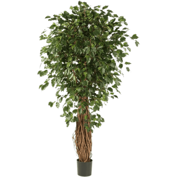 Ficus liana exotica Kunstpflanze, H 300