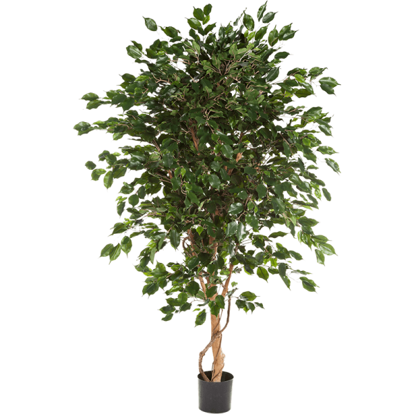 Ficus exotica Kunstpflanze, H 210