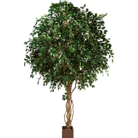 Ficus exotica Kunstpflanze, H 360