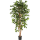 Ficus nitida Kunstpflanze, H 180