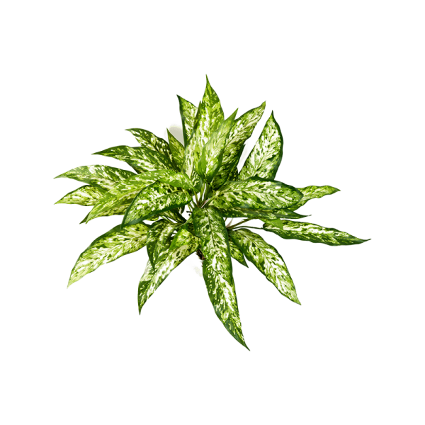 Aglaonema Kunstpflanze, H 48