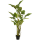 Colocasia Kunstpflanze, H 195