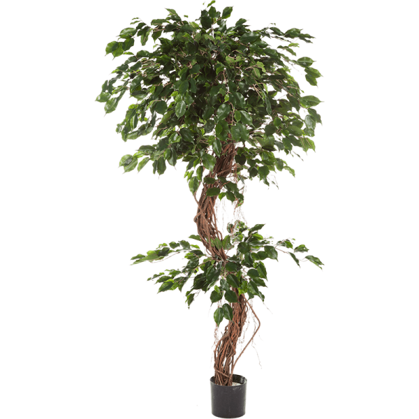 Ficus exotica Kunstpflanze, H 180