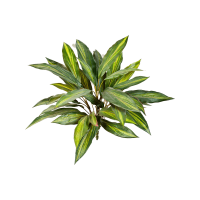 Dracaena Kunstpflanze, H 48