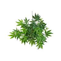 Maple Japanese Kunstpflanze, H 63