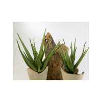 Aloe plant Kunstpflanze, H 60
