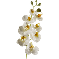 Phalaenopsis Kunstpflanze, H 68