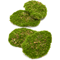 Moss plate Kunstpflanze, H 5
