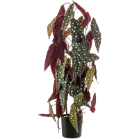 Begonia Maculata Kunstpflanze, H 75