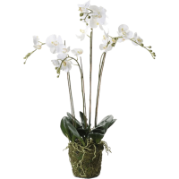 Phalaenopsis Kunstpflanze, H 90