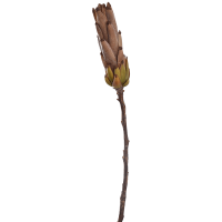 Protea Kunstpflanze, H 53