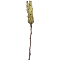 Protea Kunstpflanze, H 53