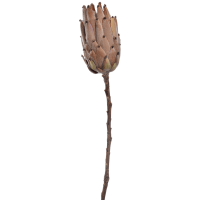 Protea Kunstpflanze, H 52