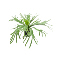 Fern Staghorn Kunstpflanze, H 60