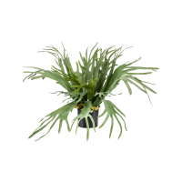 Fern Staghorn Kunstpflanze, H 65