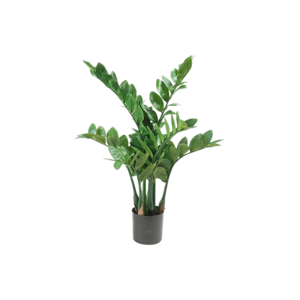 Zamioculcas Kunstpflanze, H 70, 69,00 €