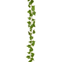 Ivy Green Kunstpflanze, H 220