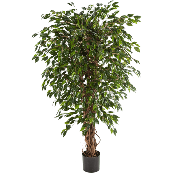 Ficus hawaiian liana Kunstpflanze, H 150