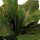 Einblatt - Spathiphyllum Kunstpflanze, 90 cm