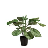 Korbmarante - Calathea Kunstpflanze, 65 cm